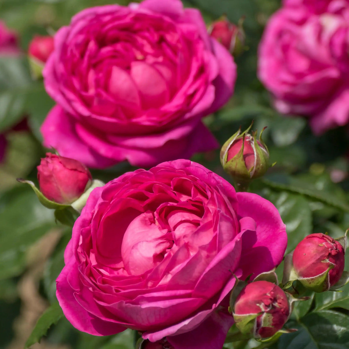 Rose - Anuschka