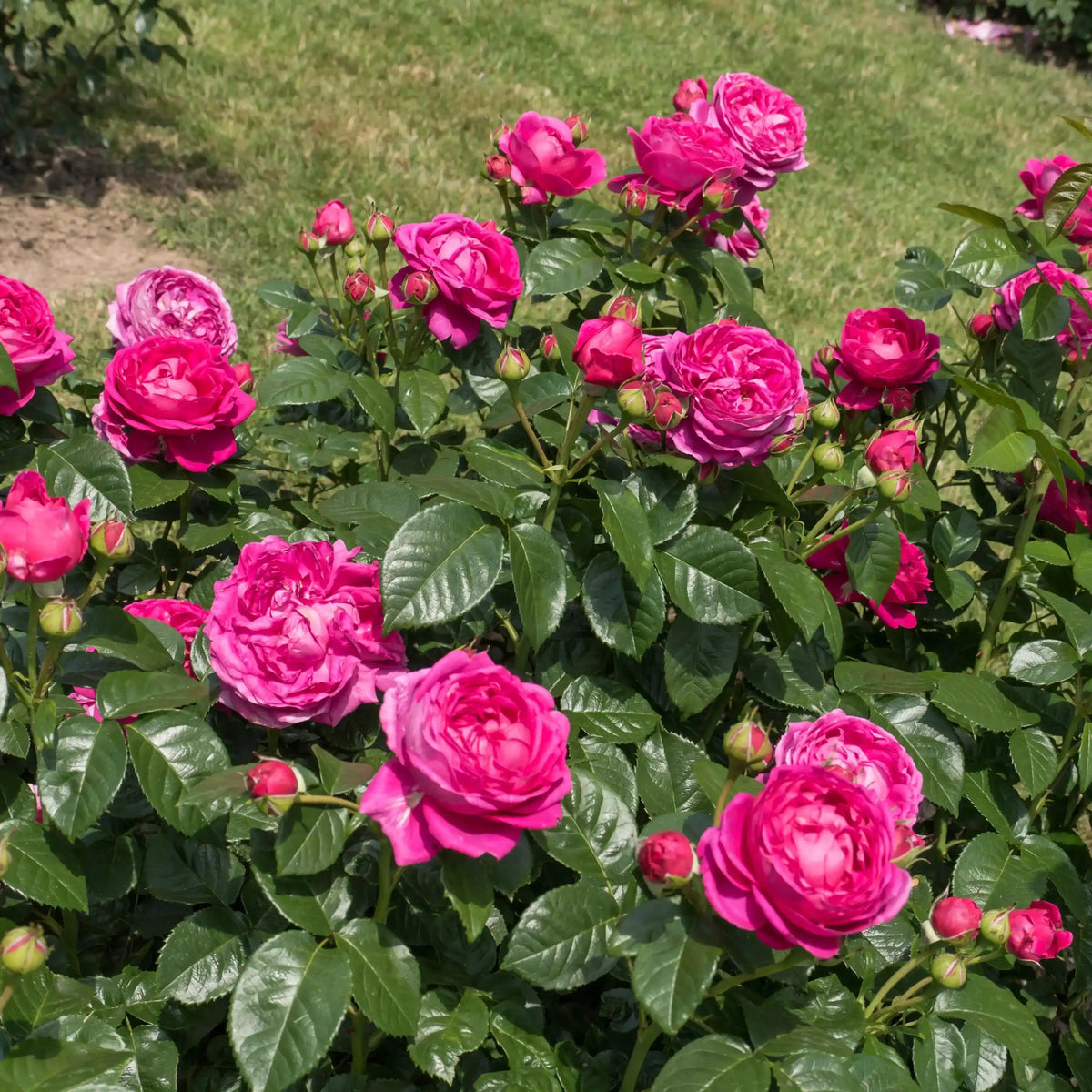 Rose - Anuschka