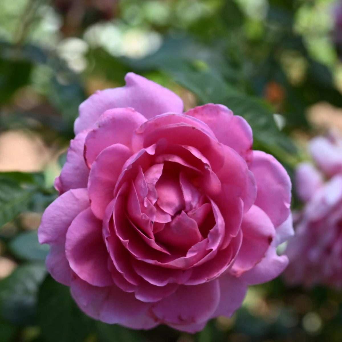 Rose - Anuschka