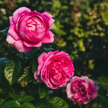 Rose - Anuschka
