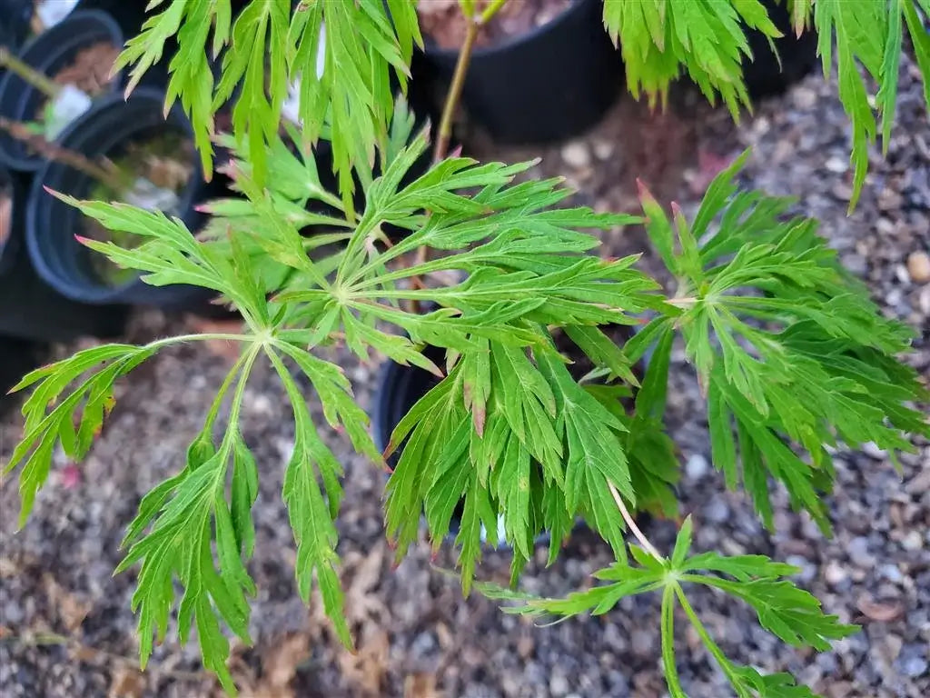 Japanese Maple - Ao Jutan