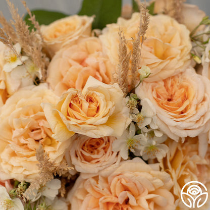 Rose - Apricots n' Cream