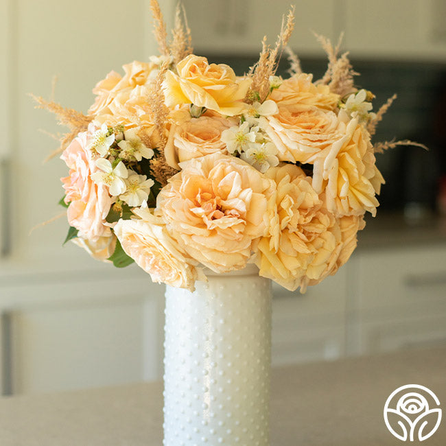 Rose - Apricots n' Cream