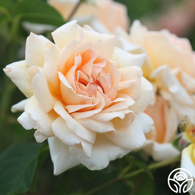 Rose - Apricots n' Cream