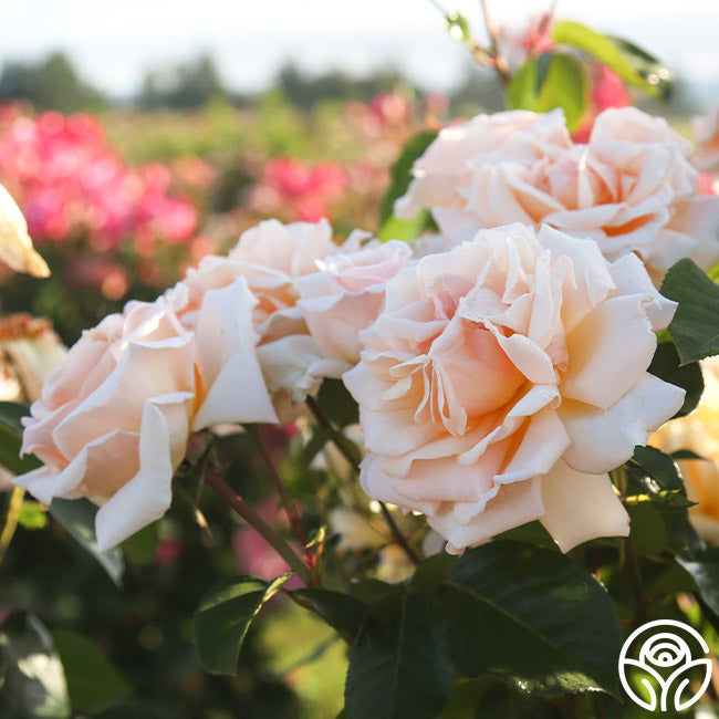 Rose - Apricots n' Cream