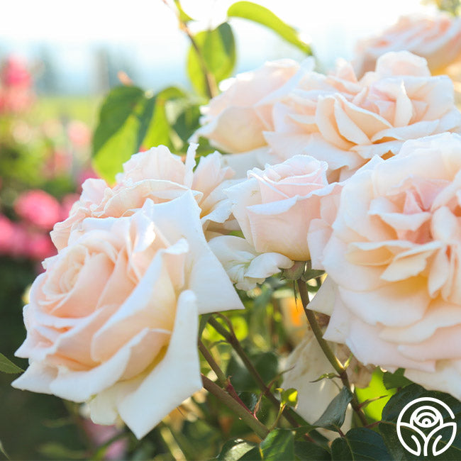Rose - Apricots n' Cream