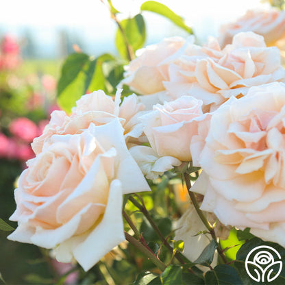 Rose - Apricots n' Cream