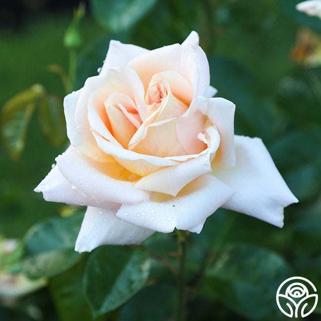Rose - Apricots n' Cream