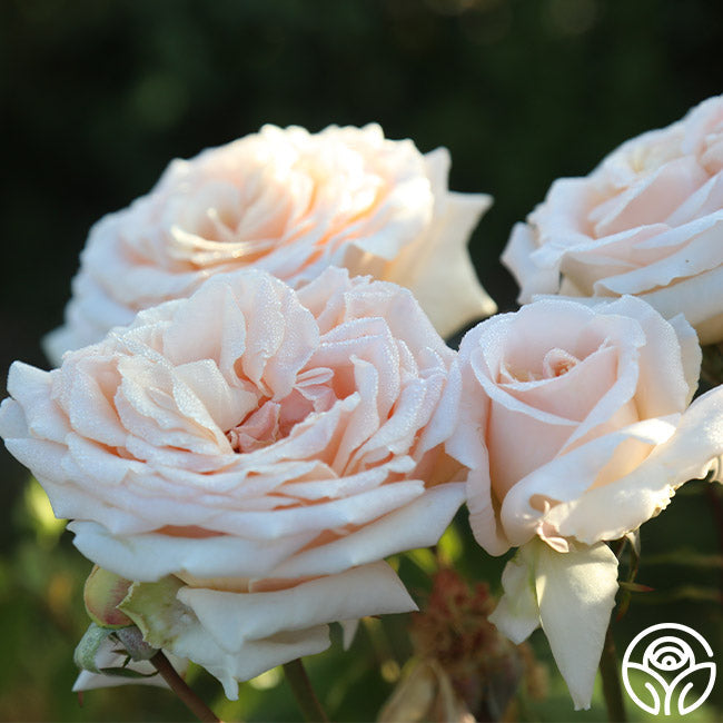 Rose - Apricots n' Cream