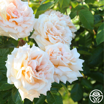 Rose - Apricots n' Cream