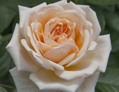 Rose - Apricots n' Cream