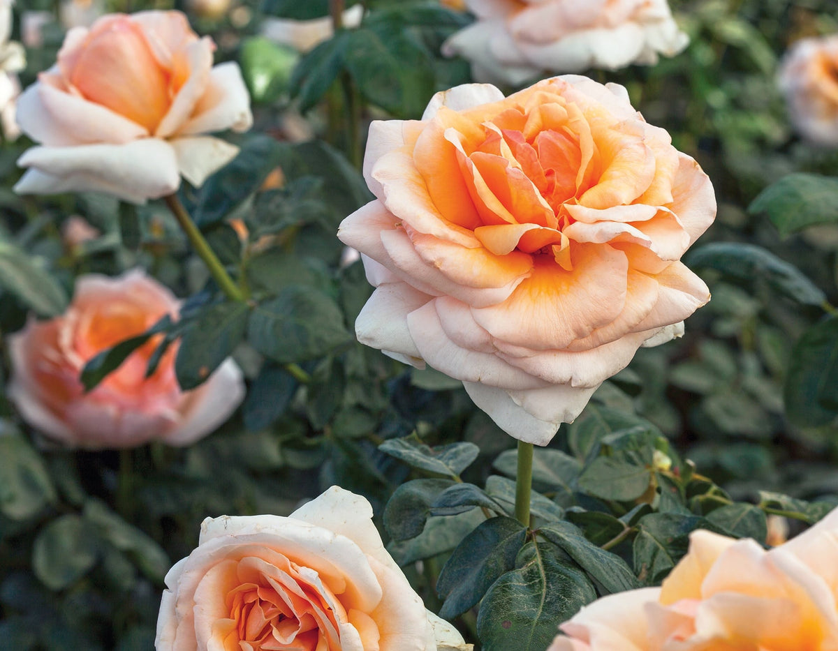 Rose - Apricots n' Cream