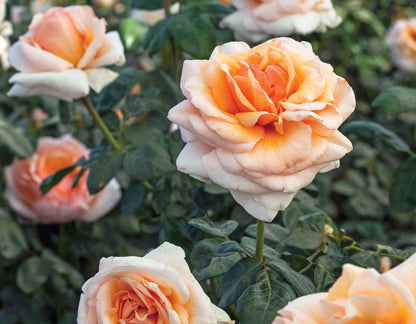 Rose - Apricots n' Cream