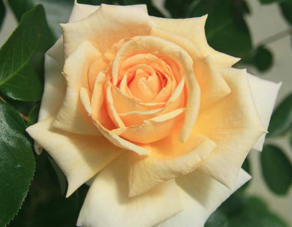 Rose - Apricots n' Cream