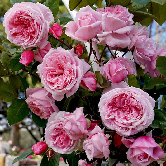 Rose - Arborose Kiss Me Kate