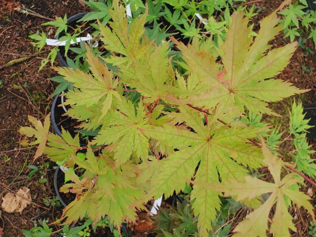 Japanese Maple - Ariadne