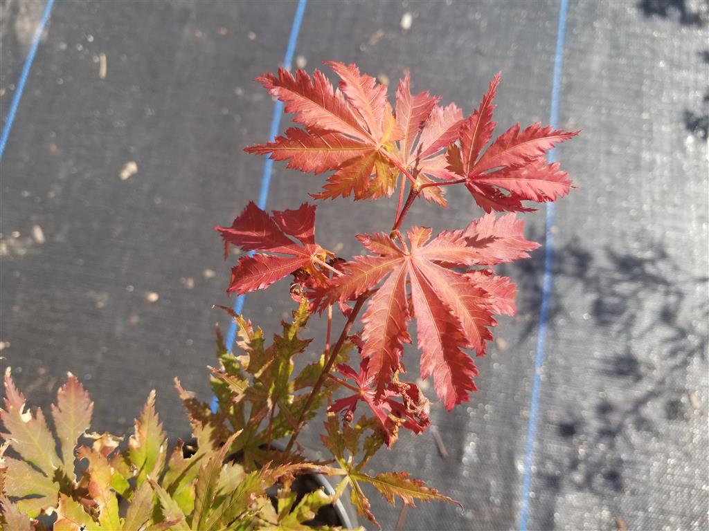 Japanese Maple - Ariadne