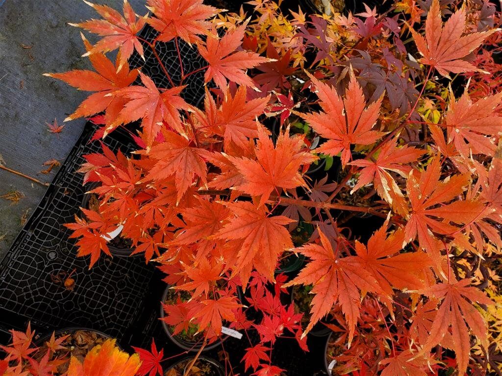 Japanese Maple - Ariadne