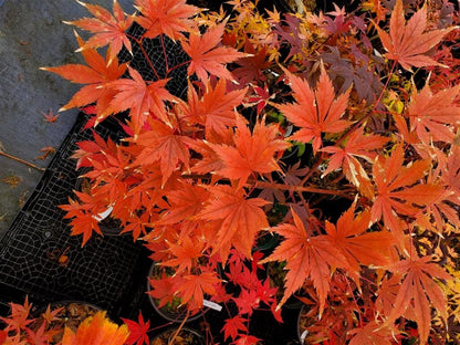 Japanese Maple - Ariadne