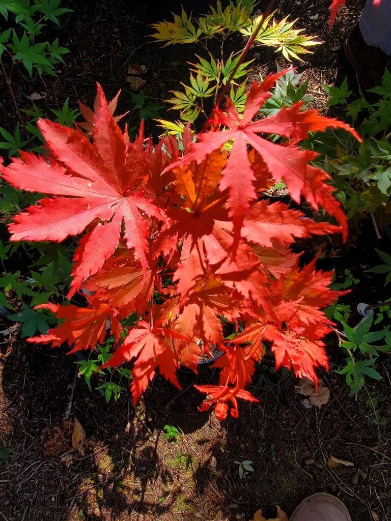 Japanese Maple - Ariadne