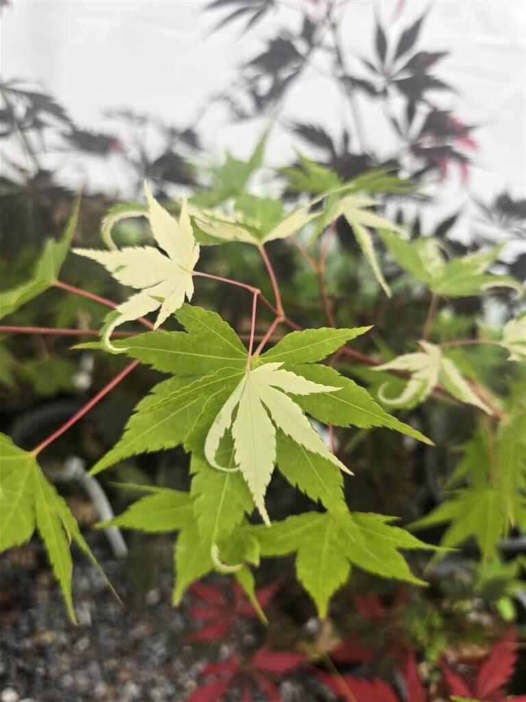 Japanese Maple - Asahi Zuru