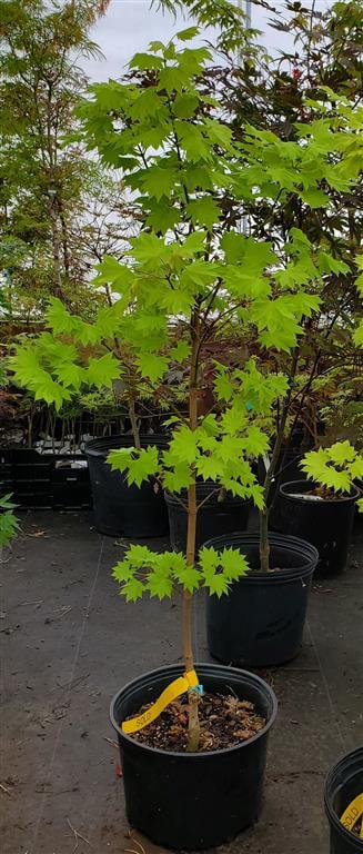 Japanese Maple - Aureum