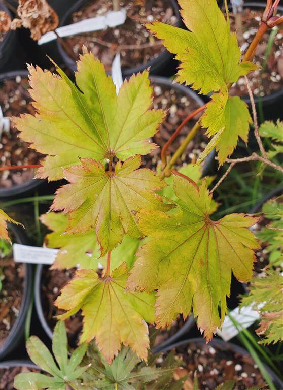 Japanese Maple - Aureum