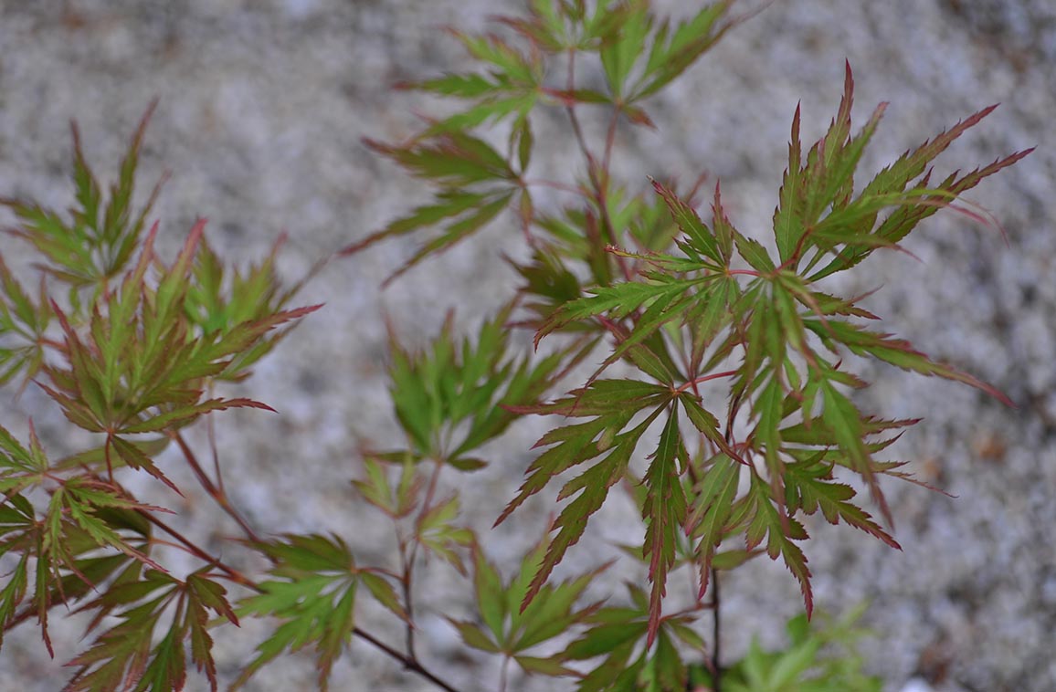 Japanese Maple - Autumn Fire