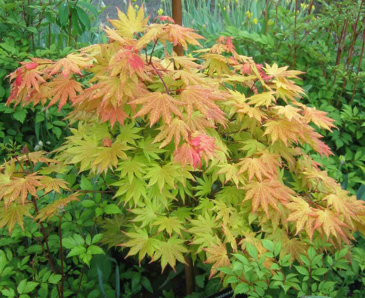 Japanese Maple - Autumn Moon