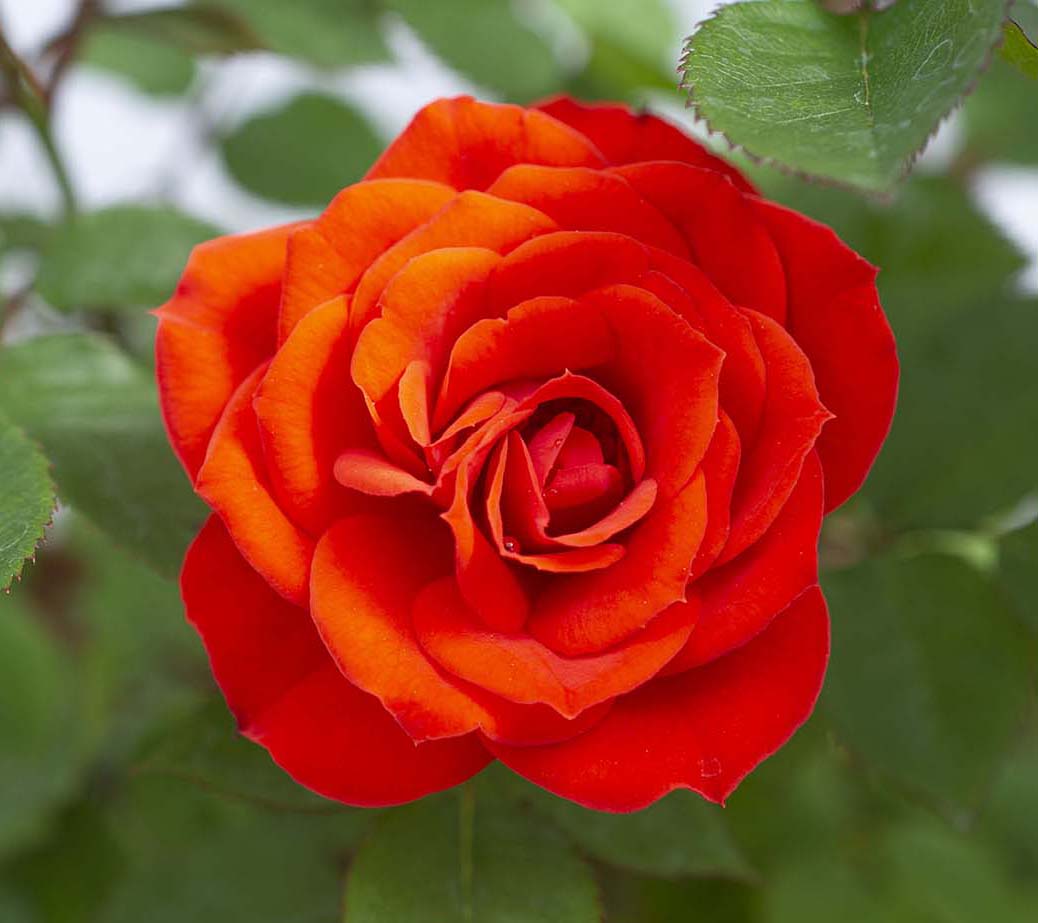Rose - Sunblaze Autumn