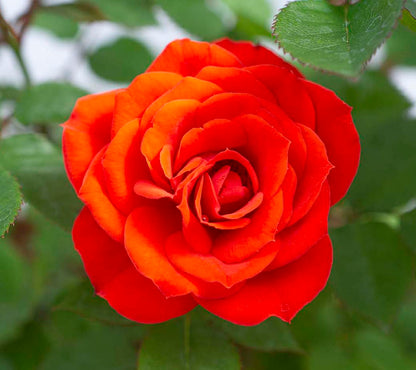 Rose - Sunblaze Autumn