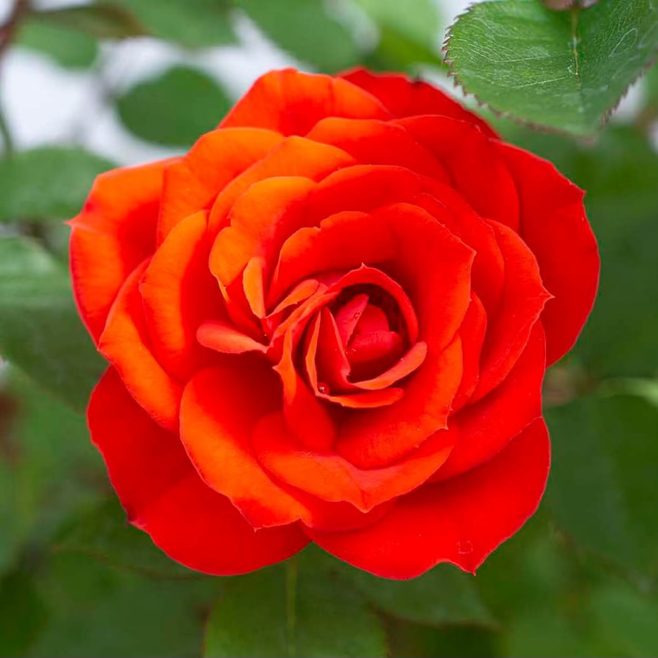Rose - Sunblaze Autumn