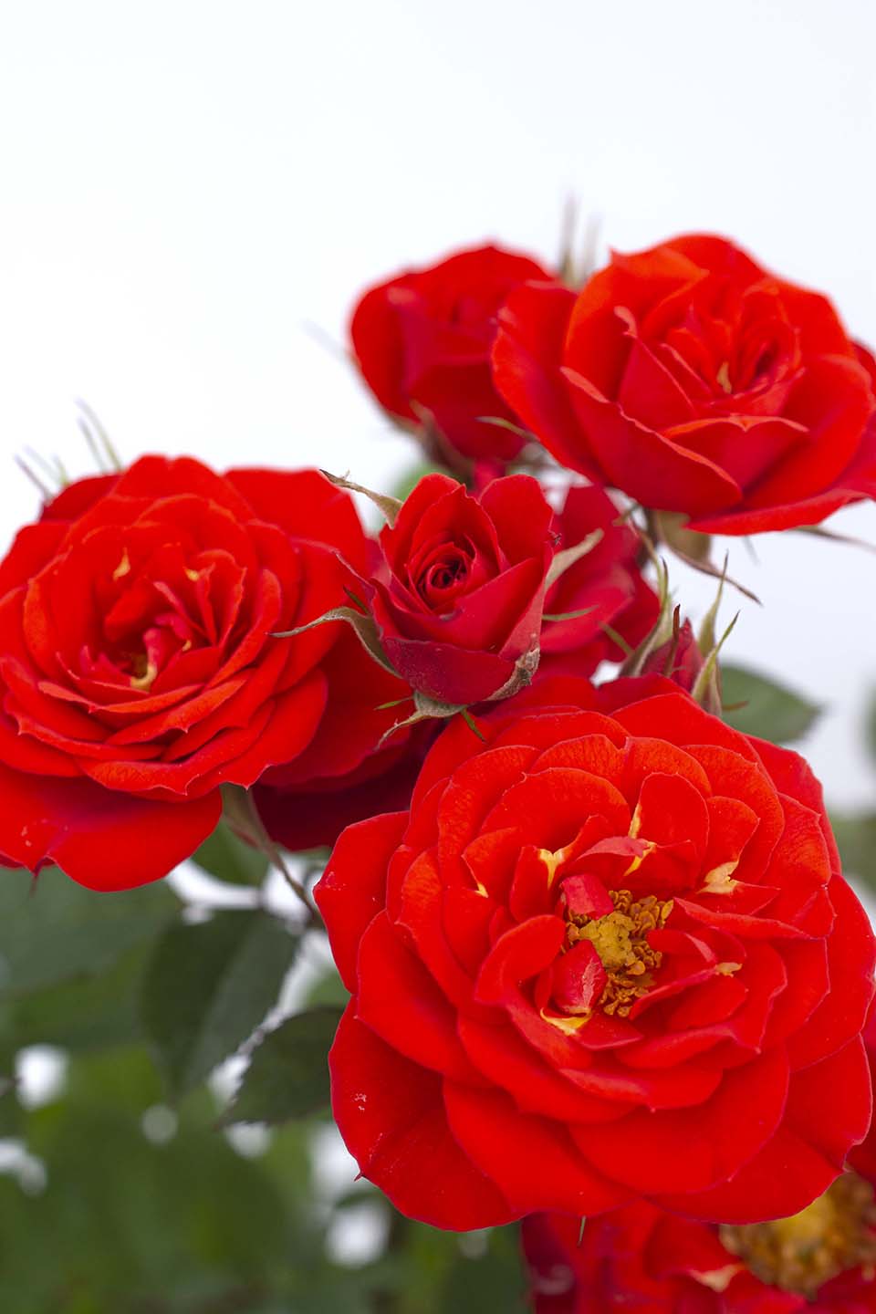 Rose - Sunblaze Autumn