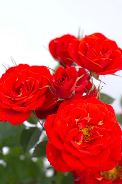 Rose - Sunblaze Autumn