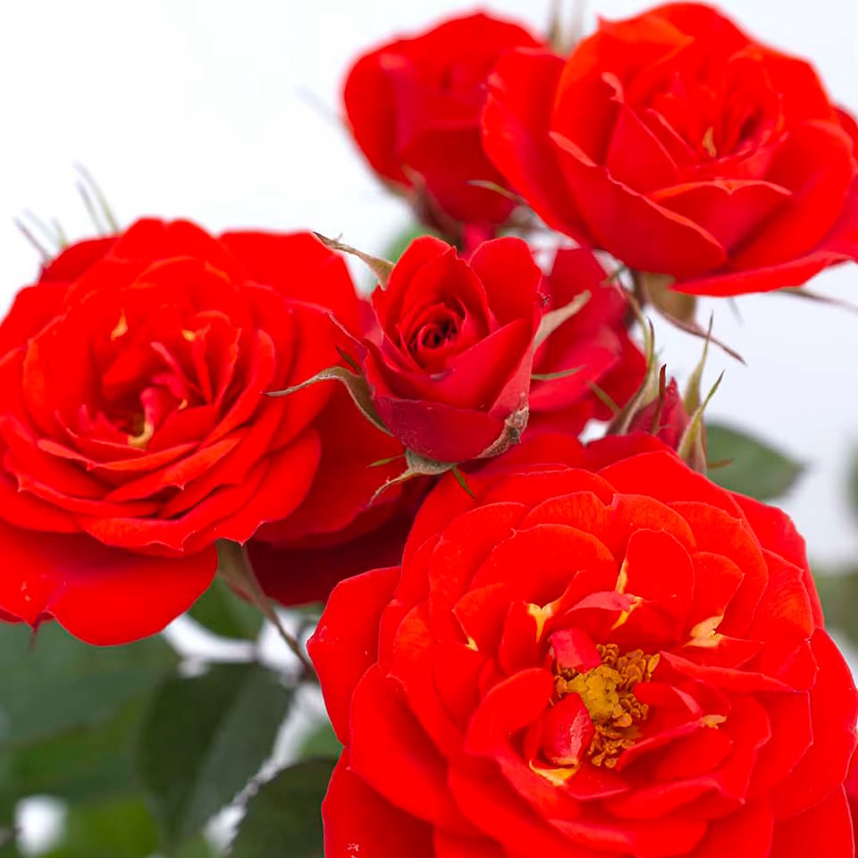 Rose - Sunblaze Autumn