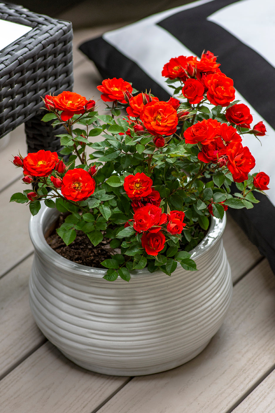 Rose - Sunblaze Autumn