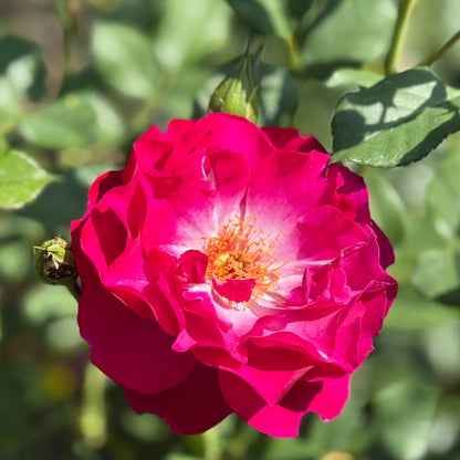 Rose - Wild Blue Yonder
