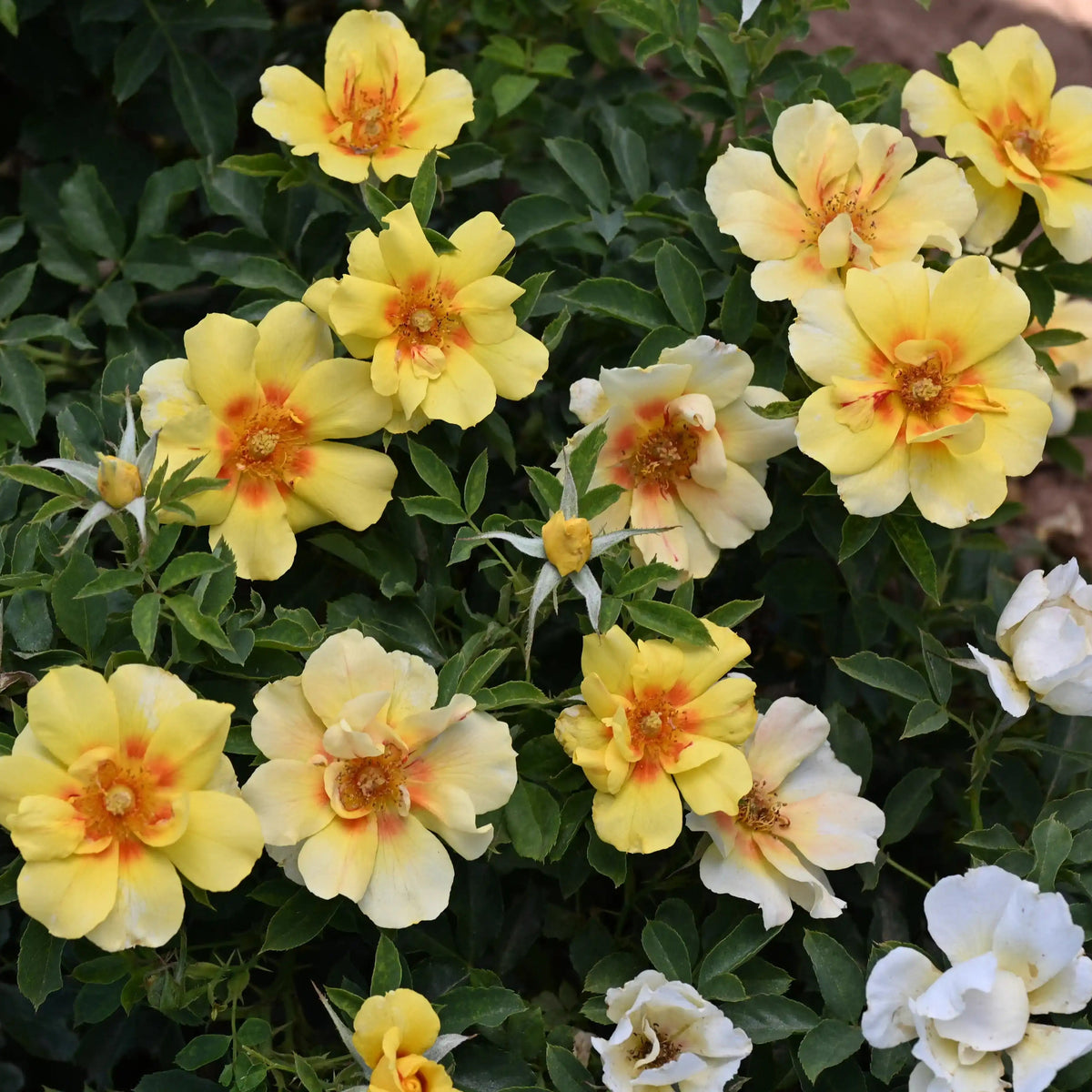 Rose - Canary Babylon Eyes