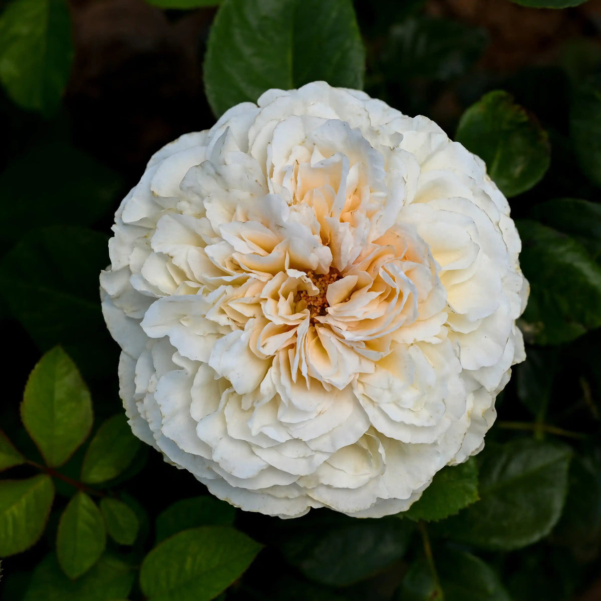 Rose - Juliana's Heart