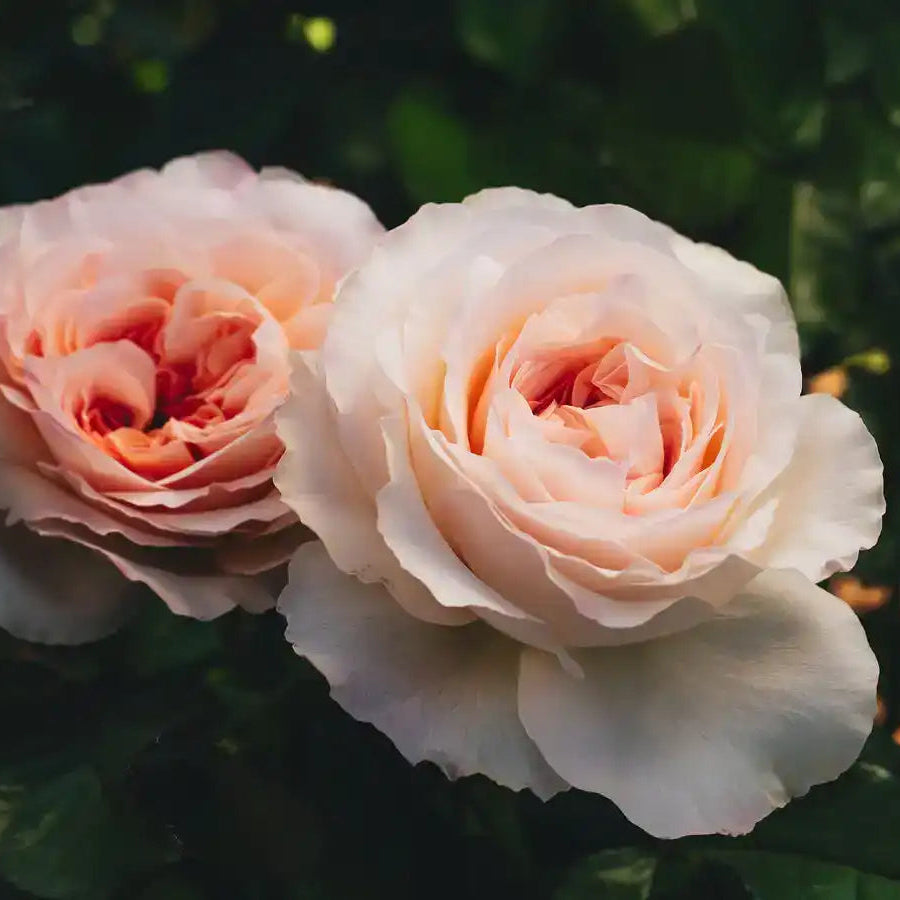 Rose - Juliana's Heart
