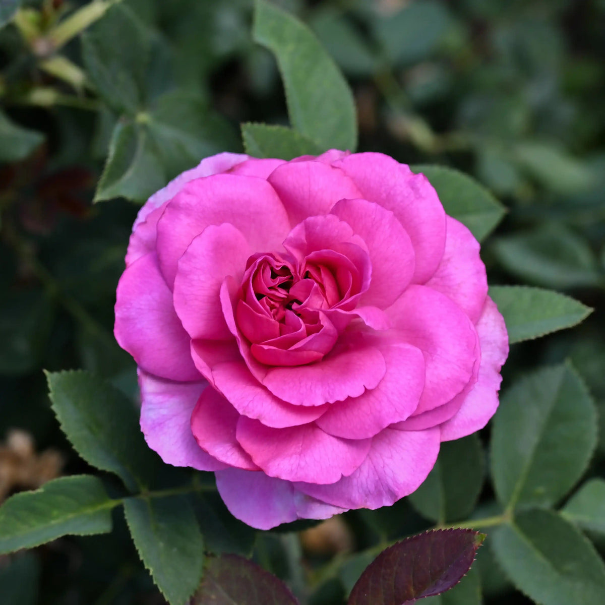 Rose - Moco Muse