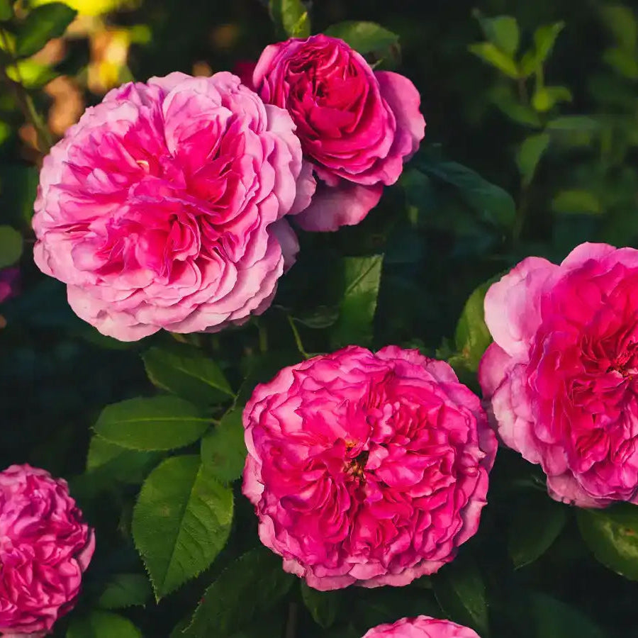 Rose - Moco Muse