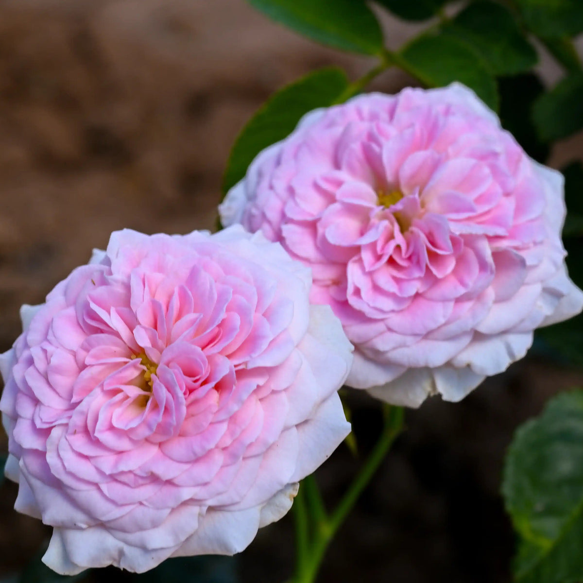 Rose - Storybook Romance