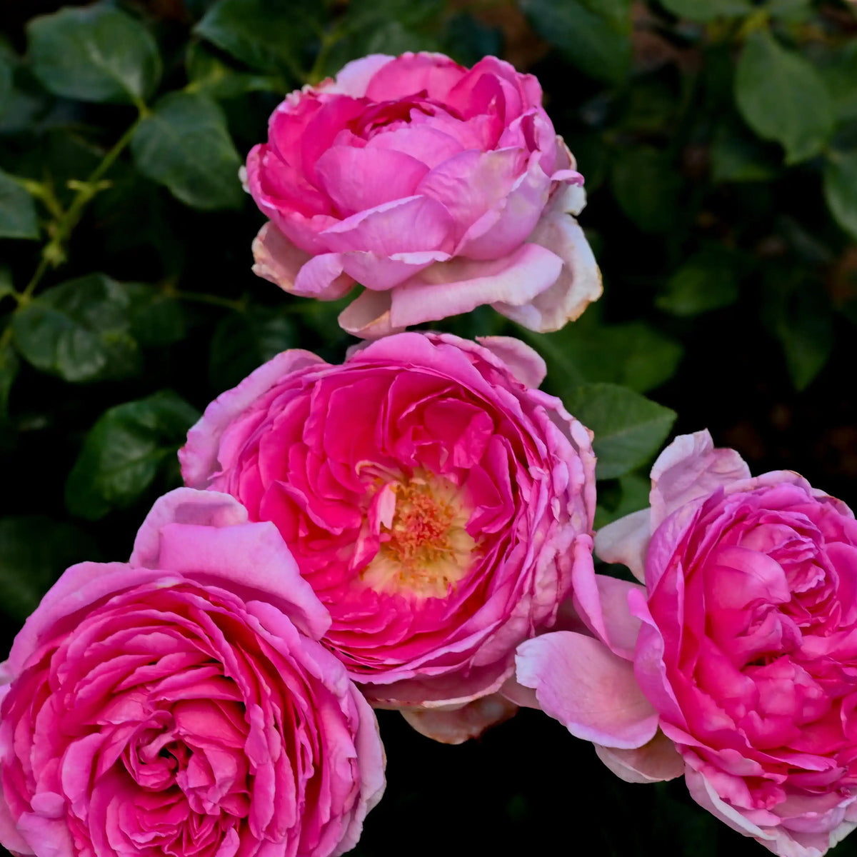 Rose - The Artist's Light