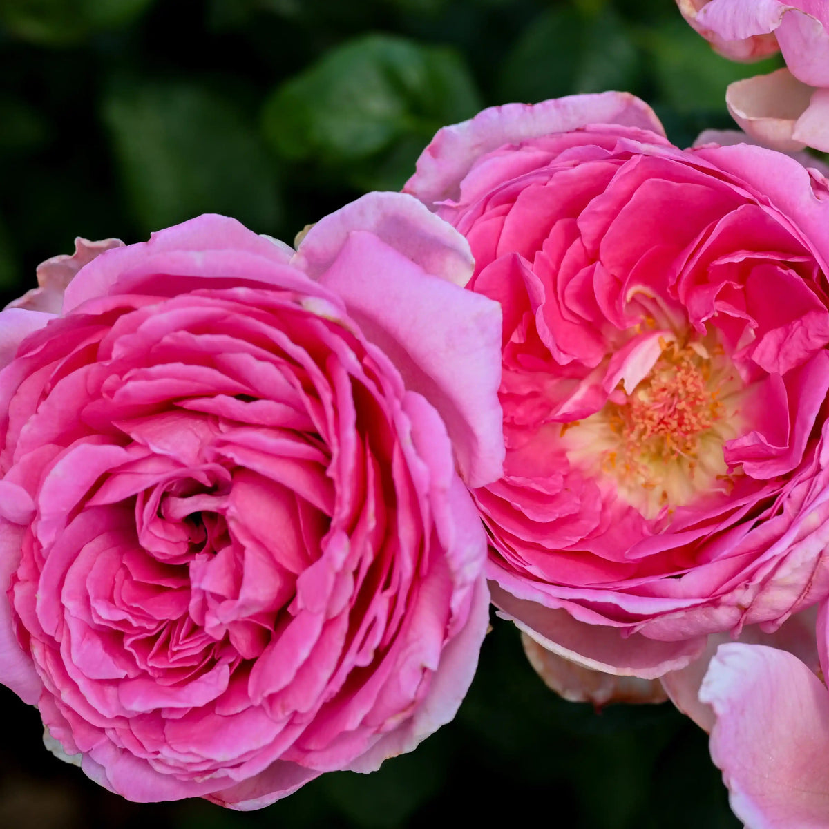 Rose - The Artist's Light