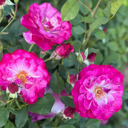 Rose - Wild Blue Yonder