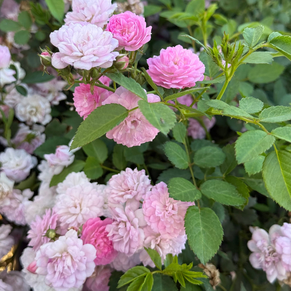 Rose - Pretty Polly Lavender