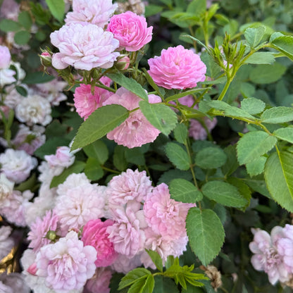 Rose - Pretty Polly Lavender