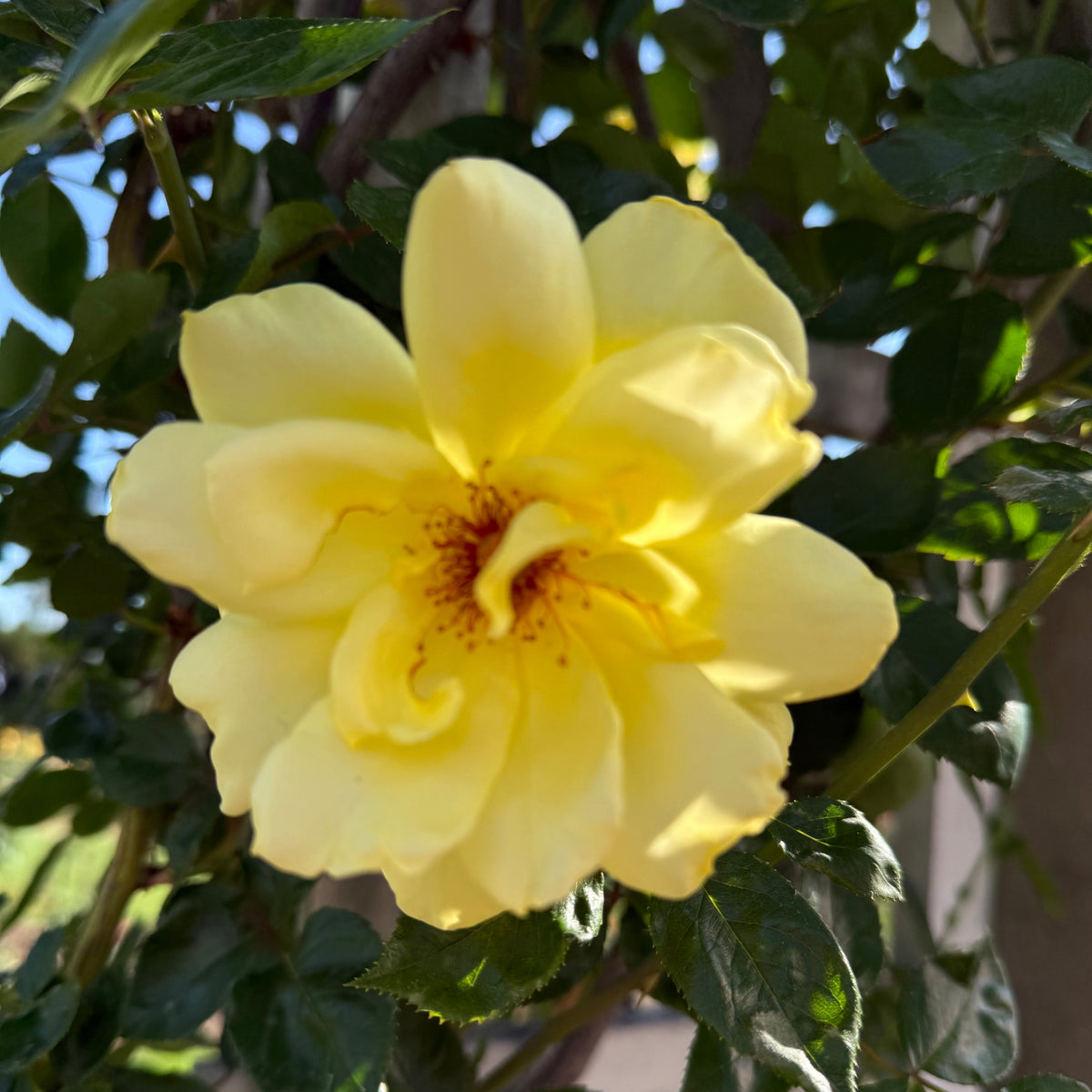 Rose - Golden Showers