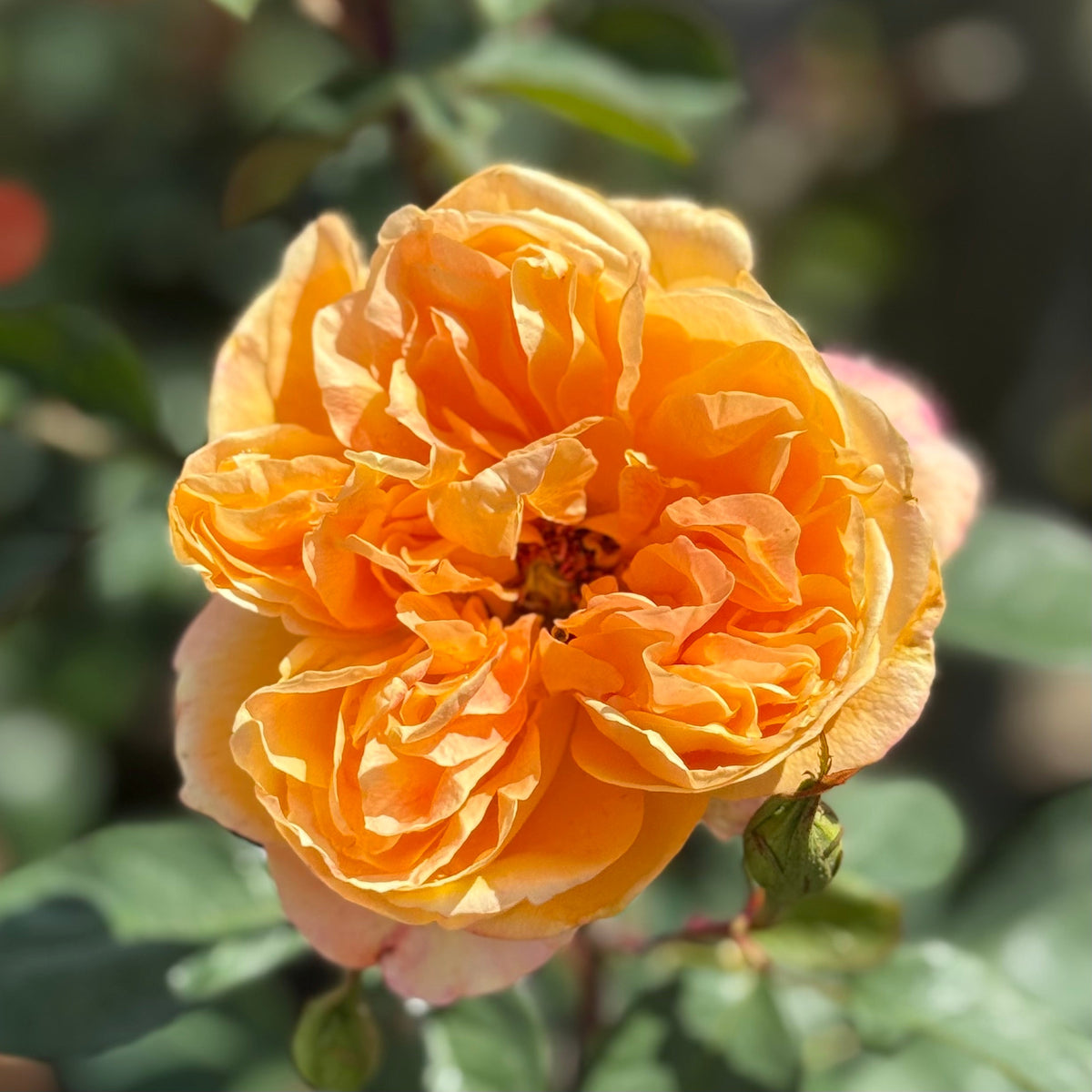 Rose - Strike It Rich